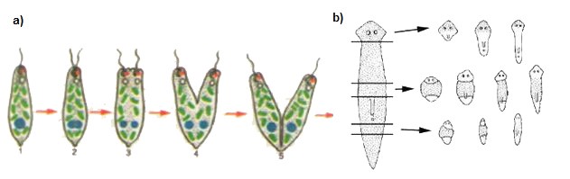 Hình 1: Phân đôi ở trùng roi (a) và phân mảnh ở giun dẹp (b)