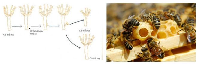 Hình 2: Nảy chồi ở thuỷ tức và Trinh sinh ở ong