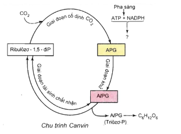 Trong quá trình quang hợp, chất nhận CO2đầu tiên ở pha tối của thực vật C3là (ảnh 1)