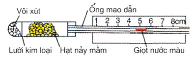 Hình bên mô tả thời điểm bắt đầu thí nghiệm phát hiện hô hấp ở thực vật. Thí nghiệm được thiết kế đúng chuẩn quy định. Dự đoán nào sau đây đúng (ảnh 1)