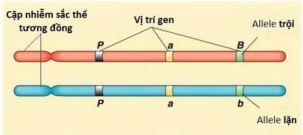 Quan sát và phân tích hình ảnh, cho biết phát biểu nào sau đây đúng (ảnh 1)