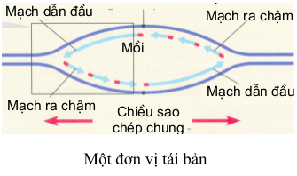 Cho các phát biểu sau về quá trình nhân đôi ADN, phát biểu nào sau đây không đúng (ảnh 1)