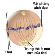 Quan sát hình vẽ tế bào đang thực hiện quá trình nguyên phân và cho biết nhận định nào sau đây là đúng?   A. Tế bào đang ở kì sau  (ảnh 1)