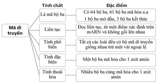 Cho các phát biểu sau : I. Có tất cả 64 bộ ba trên mARN, mỗi bộ ba chỉ mã hoá cho một loại axit amin trừ ba bộ ba kết thúc (ảnh 1)