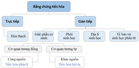 Bằng chứng nào sau đây được xem là bằng chứng tiến hóa trực tiếp? A. Bộ xương của người Việt Cổ đã được tìm thấy trong các lớp đất (ảnh 1)