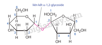 Giải SGK Hóa 12 Bài 4 (Chân trời sáng tạo): Saccharose và maltose (ảnh 1)