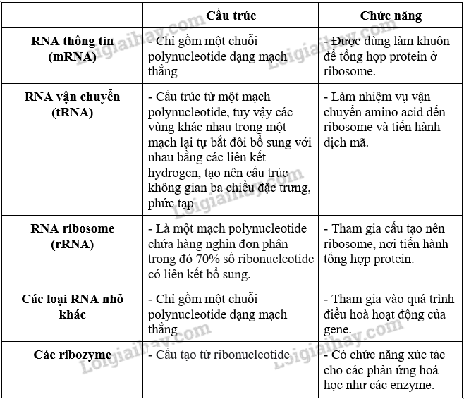 Giải Sinh học 12 Bài 2 (Cánh diều): Sự biểu hiện của thông tin di truyền (ảnh 1)