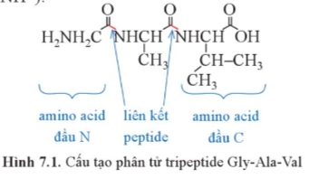 Giải Hóa 12 Bài 7 (Cánh diều): Peptide, protein và enzyme  (ảnh 1)