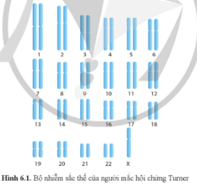 Giải Sinh học 12 Bài 6 (Cánh diều): Đột biến nhiễm sắc thể  (ảnh 1)