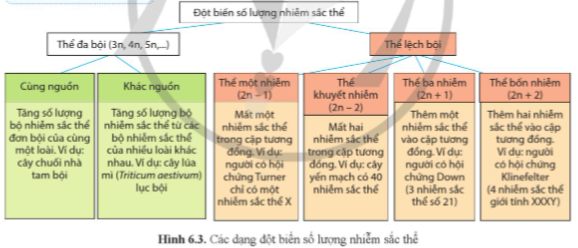 Giải Sinh học 12 Bài 6 (Cánh diều): Đột biến nhiễm sắc thể  (ảnh 1)