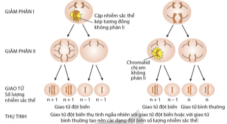 Giải Sinh học 12 Bài 6 (Cánh diều): Đột biến nhiễm sắc thể  (ảnh 1)