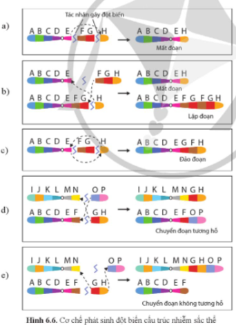 Giải Sinh học 12 Bài 6 (Cánh diều): Đột biến nhiễm sắc thể  (ảnh 1)