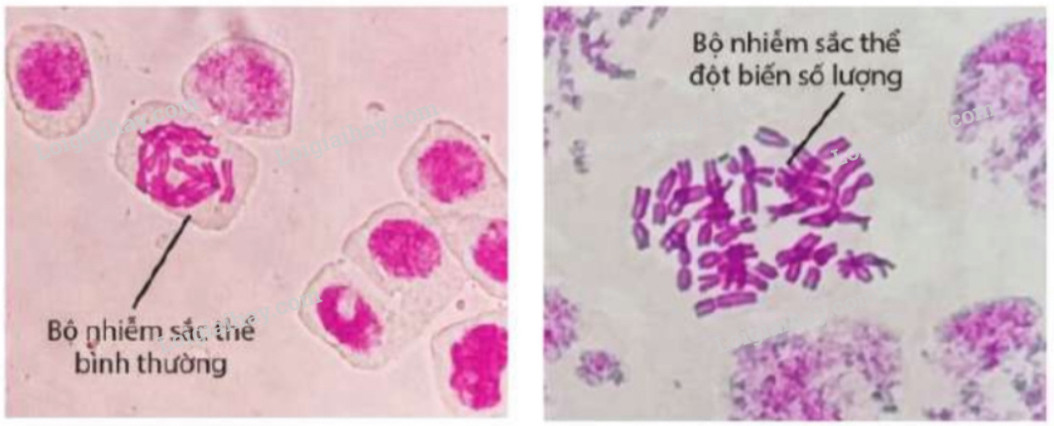 Giải Sinh học 12 Bài 6 (Cánh diều): Đột biến nhiễm sắc thể  (ảnh 1)