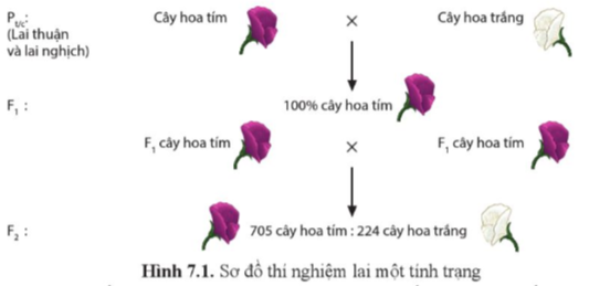 Giải Sinh học 12 Bài 7 (Cánh diều): Di truyền học Mendel và mở rộng học thuyết Mendel  (ảnh 1)