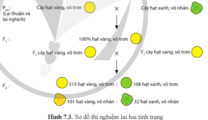 Giải Sinh học 12 Bài 7 (Cánh diều): Di truyền học Mendel và mở rộng học thuyết Mendel  (ảnh 1)