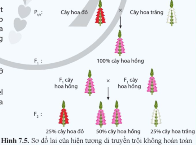 Giải Sinh học 12 Bài 7 (Cánh diều): Di truyền học Mendel và mở rộng học thuyết Mendel (ảnh 1)