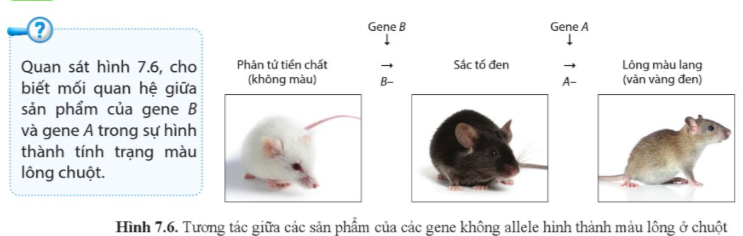 Giải Sinh học 12 Bài 7 (Cánh diều): Di truyền học Mendel và mở rộng học thuyết Mendel (ảnh 1)