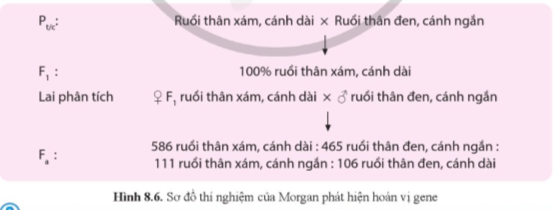 Giải Sinh học 12 Bài 8 (Cánh diều): Di truyền liên kết giới tính, liên kết gene và hoán vị gene  (ảnh 1)