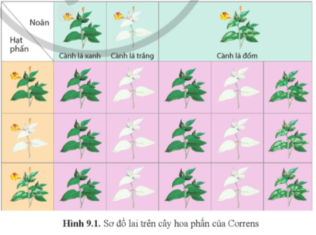 Giải Sinh học 12 Bài 9 (Cánh diều): Di truyền ngoài nhân  (ảnh 1)