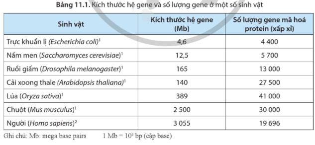 Giải Sinh học 12 Bài 11 (Cánh diều): Hệ gene, công nghệ gene và ứng dụng (ảnh 1)