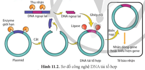 Giải Sinh học 12 Bài 11 (Cánh diều): Hệ gene, công nghệ gene và ứng dụng (ảnh 1)