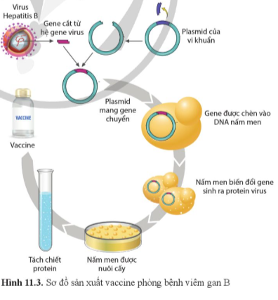 Giải Sinh học 12 Bài 11 (Cánh diều): Hệ gene, công nghệ gene và ứng dụng (ảnh 1)