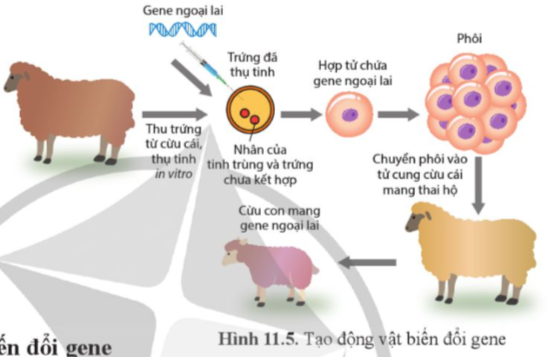 Giải Sinh học 12 Bài 11 (Cánh diều): Hệ gene, công nghệ gene và ứng dụng (ảnh 1)