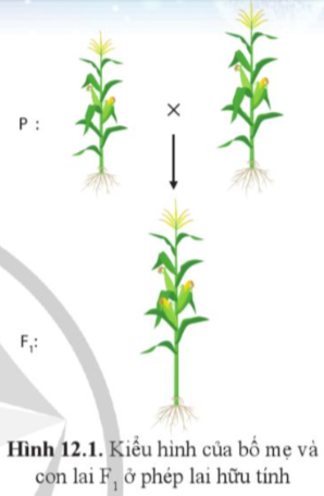 Giải Sinh học 12 Bài 12 (Cánh diều): Thành tựu chọn, tạo giống bằng lai hữu tính (ảnh 1)