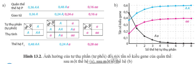 Giải Sinh học 12 Bài 13 (Cánh diều): Di truyền học quần thể (ảnh 1)