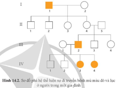 Giải Sinh học 12 Bài 14 (Cánh diều): Di truyền học người (ảnh 1)