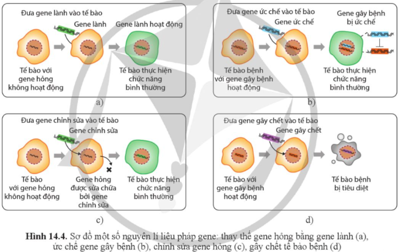 Giải Sinh học 12 Bài 14 (Cánh diều): Di truyền học người (ảnh 1)