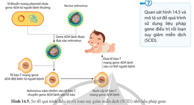 Giải Sinh học 12 Bài 14 (Cánh diều): Di truyền học người (ảnh 1)