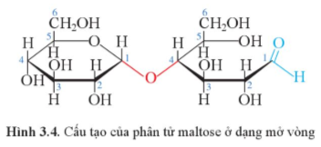 Giải Hóa 12 Bài 3 (Cánh diều): Giới thiệu về carbohydrate (ảnh 1)