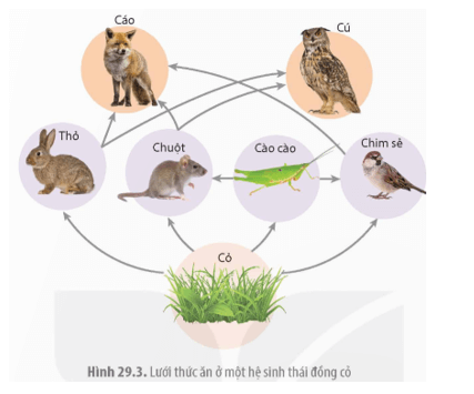 Quan sát Hình 29.3 và trả lời các câu hỏi sau: Mỗi loài trong hình được xếp vào các bậc dinh dưỡng nào