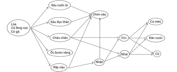 Các loài sau đây có trong một quần xã ruộng lúa: lúa, cỏ lồng vực, cỏ gà, châu chấu