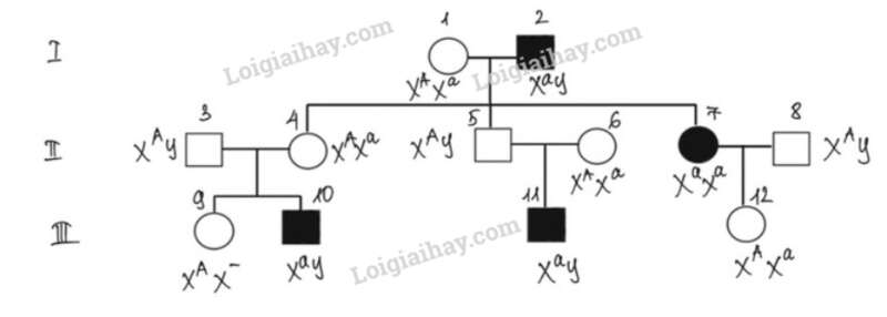 Giải SGK Sinh 12 (Chân trời sáng tạo): Ôn tập Chương 3 (ảnh 1)