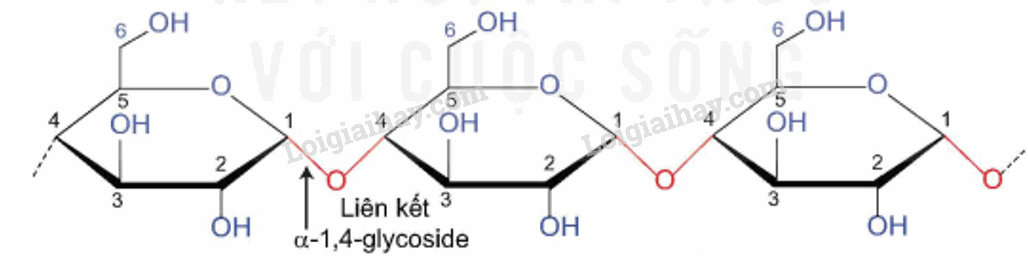 Lý thuyết Tinh bột và cellulose (Hóa 12 Kết nối tri thức 2024) (ảnh 6)