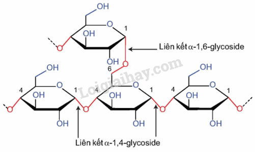 Lý thuyết Tinh bột và cellulose (Hóa 12 Kết nối tri thức 2024) (ảnh 5)