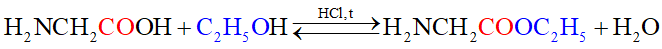 Lý thuyết Amino acid và peptide (Hóa 12 Chân trời sáng tạo 2024) (ảnh 1)