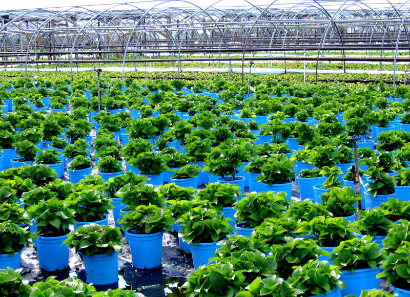 Từ vựng Tiếng anh lớp 12 Unit 8: Wildlife conservation - Global Success (ảnh 6)