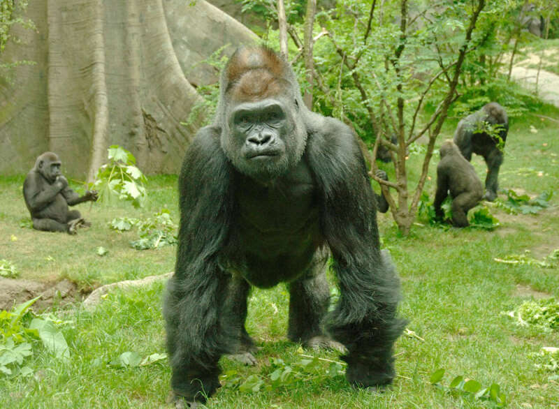 Từ vựng Tiếng anh lớp 12 Unit 8: Wildlife conservation - Global Success (ảnh 13)