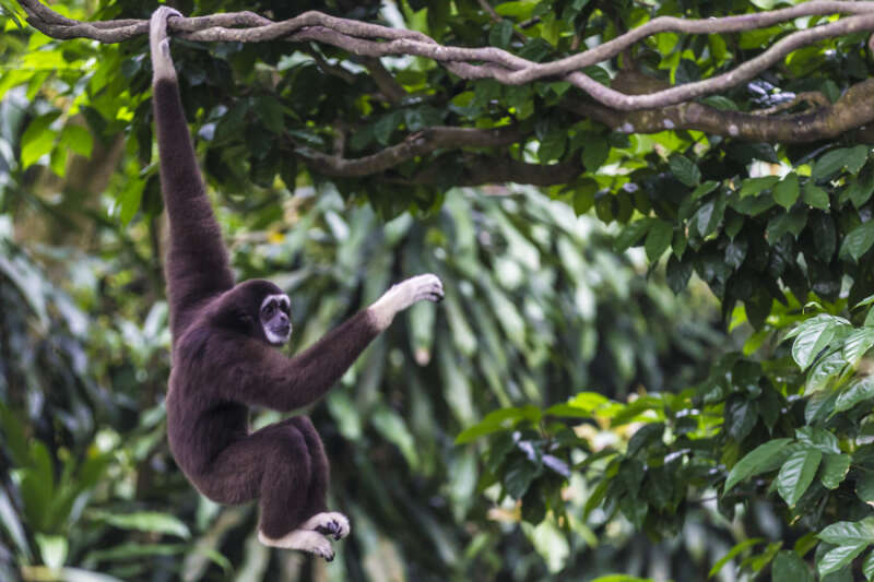 Từ vựng Tiếng anh lớp 12 Unit 8: Wildlife conservation - Global Success (ảnh 11)