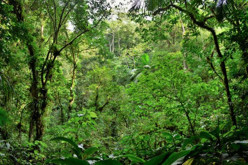 Từ vựng Tiếng anh lớp 12 Unit 8: Wildlife conservation - Global Success (ảnh 1)