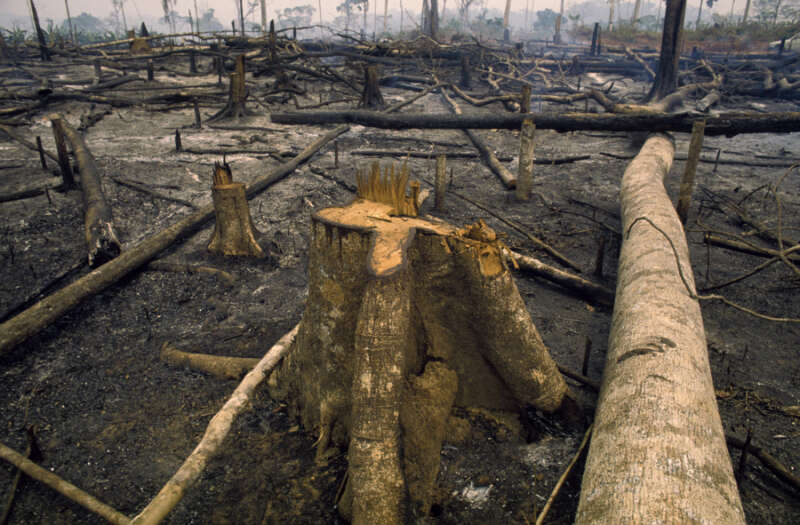 Từ vựng Tiếng anh lớp 12 Unit 8: Wildlife conservation - Global Success (ảnh 10)