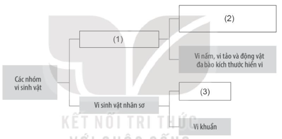 Sách bài tập Sinh học 10 Chương 6 (Kết nối tri thức): Sinh học vi sinh vật (ảnh 1)
