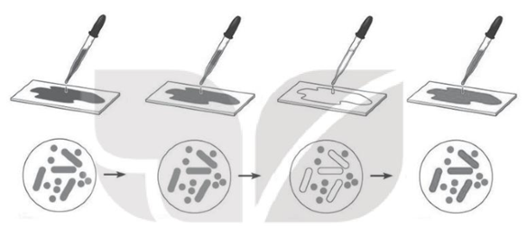Sách bài tập Sinh học 10 Chương 6 (Kết nối tri thức): Sinh học vi sinh vật (ảnh 1)