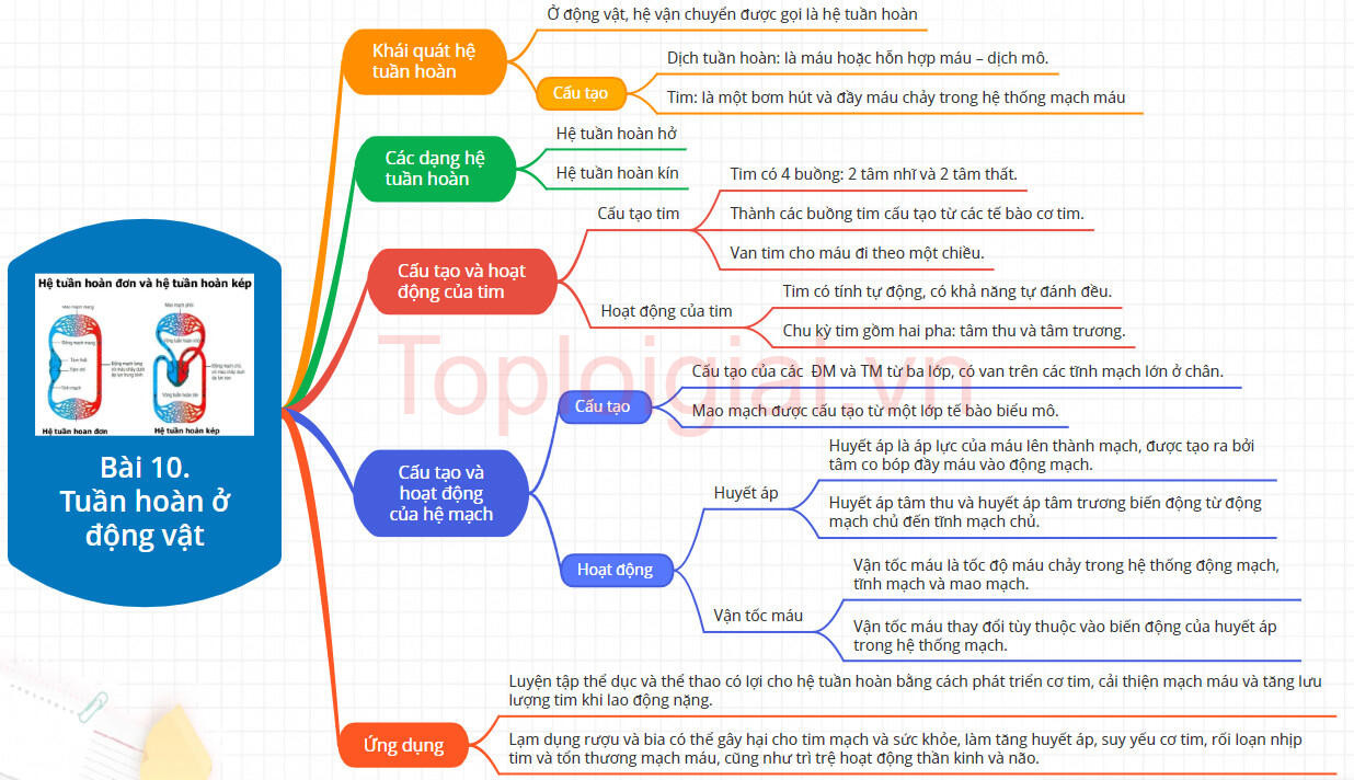 Lý thuyết Sinh học 11 Bài 10 (Kết nối tri thức): Tuần hoàn ở động vật (ảnh 1)