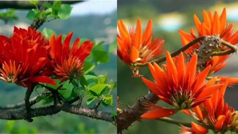 TOP 10 bài Phân tích bài thơ Vịnh cây vông 2024 SIÊU HAY (ảnh 1)