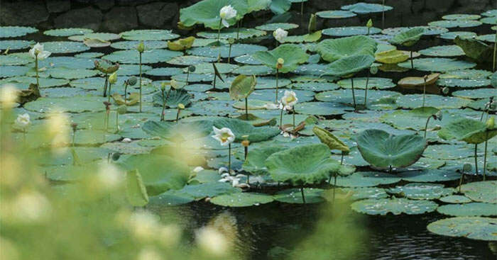 TOP 10 bài Tả cảnh ao hồ, sông suối ở quê hương em hoặc ở nơi em sinh sống (ảnh 1)