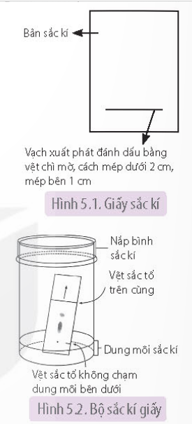 15 câu Trắc nghiệm Sinh học 11 Bài 5 (Kết nối tri thức) có đáp án: Thực hành: Quang hợp ở thực vật (ảnh 1)